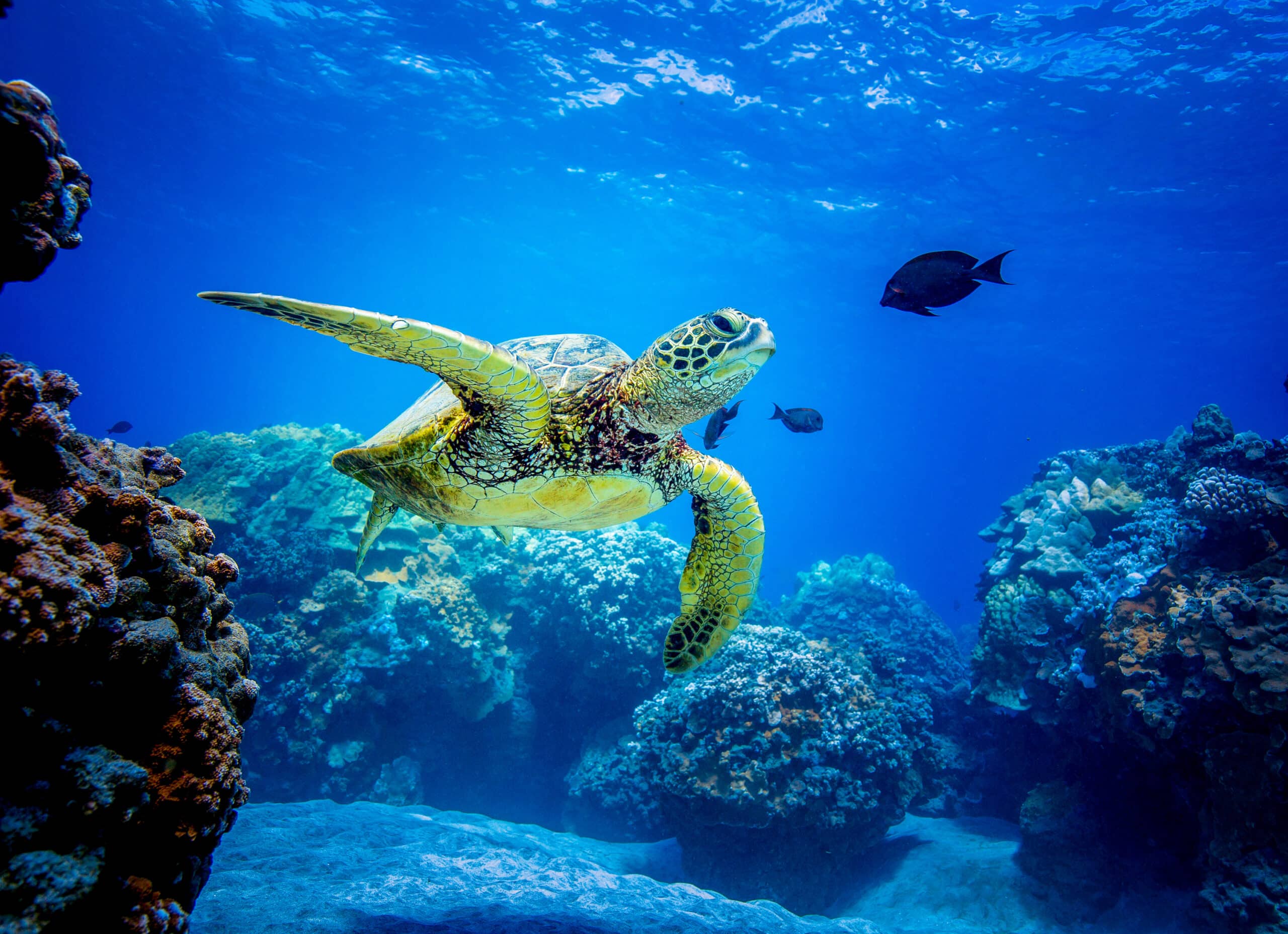 May contain a sea turtle swimming near coral reefs and fish.