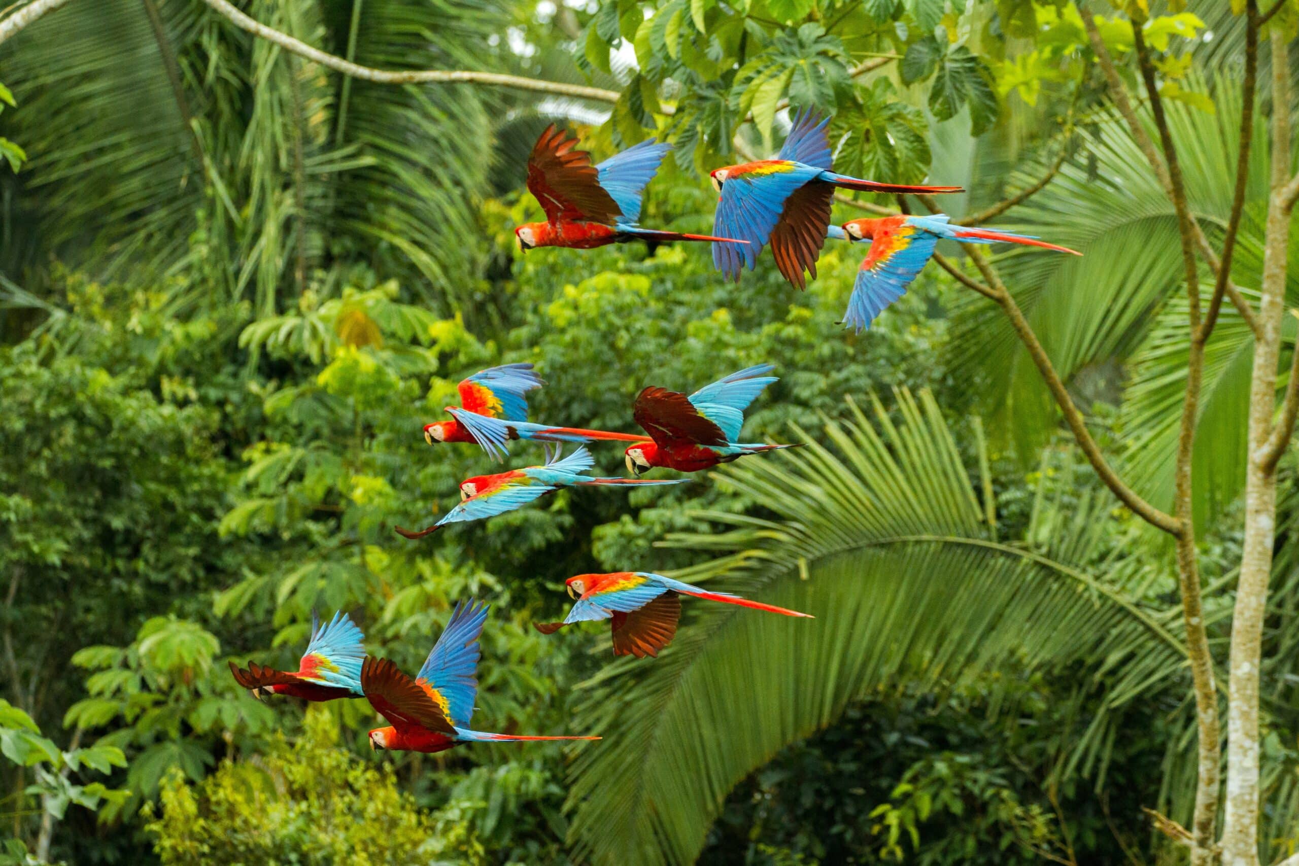 May contain seven macaws flying through lush green foliage.