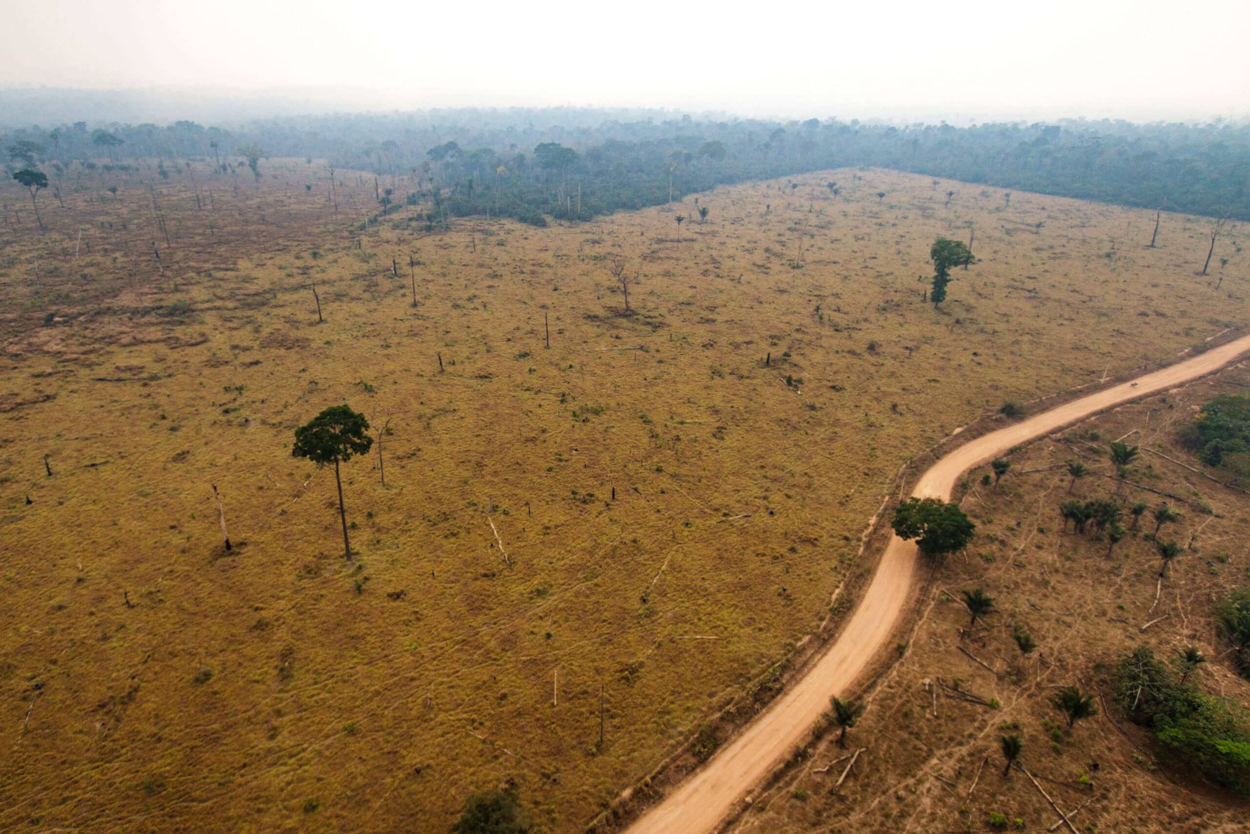 Protecting the Amazon from Rampant Deforestation