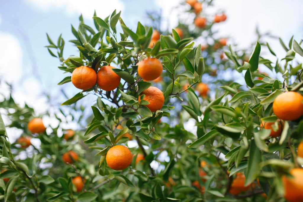 orange trees