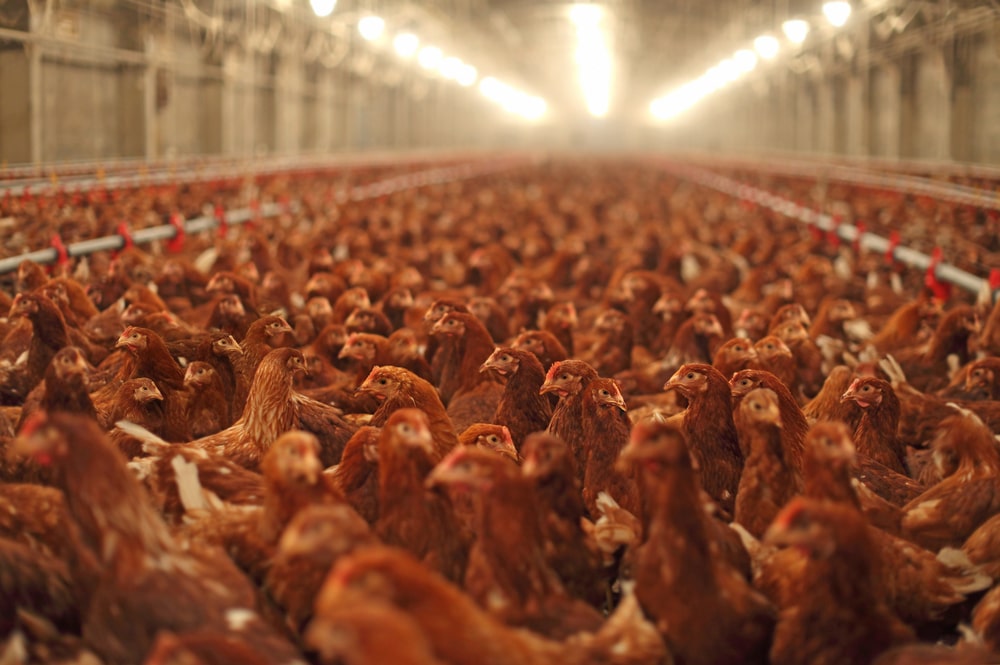 poultry factory farm