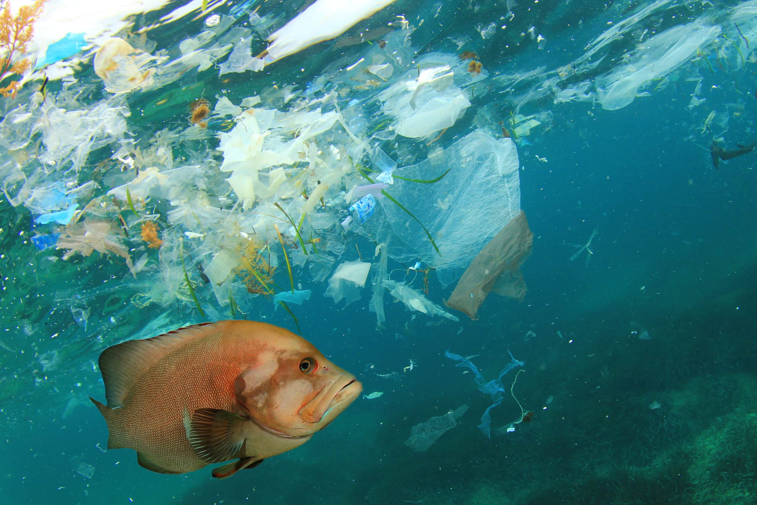 May contain one fish swimming near plastic pollution in the ocean.
