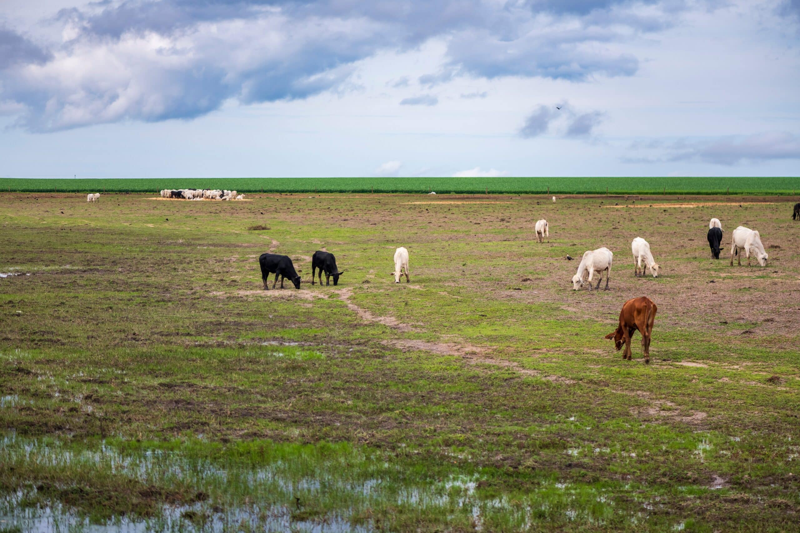 May contain several cows grazing in a muddy field under a cloudy sky.