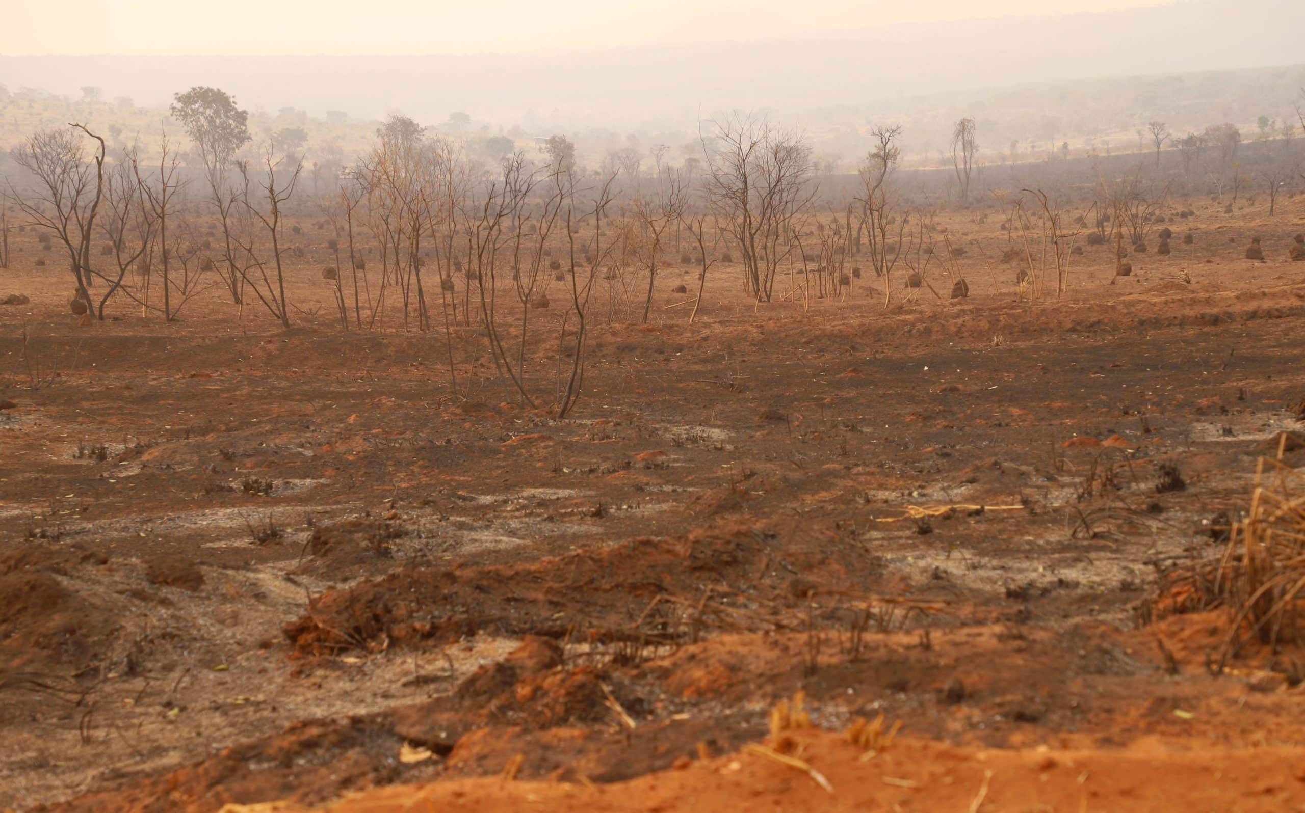 Report: Harvard, TIAA and Bunge Drive Deforestation, Land Grabs