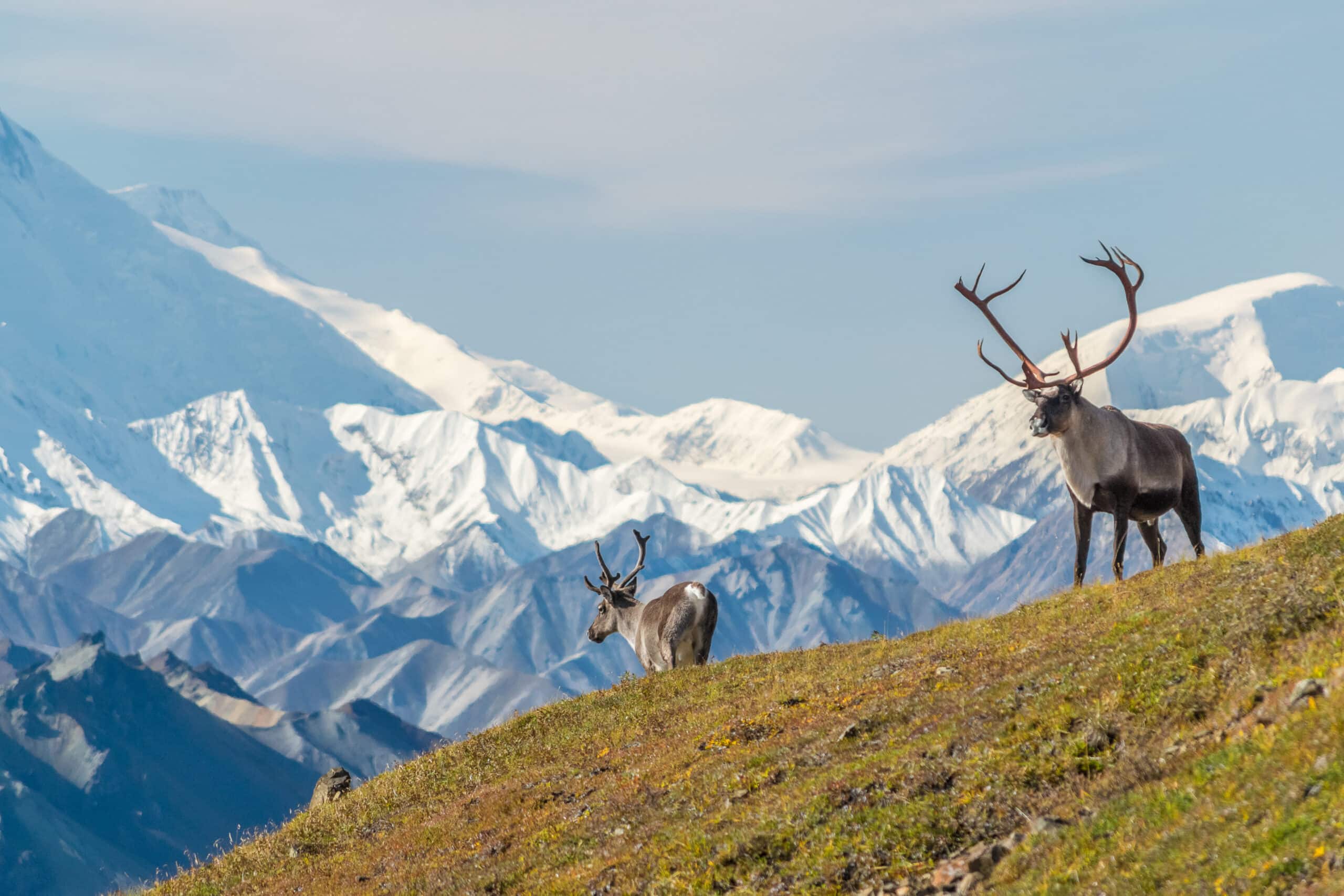 May contain two reindeer on a grassy slope with snowy mountains in the background.
