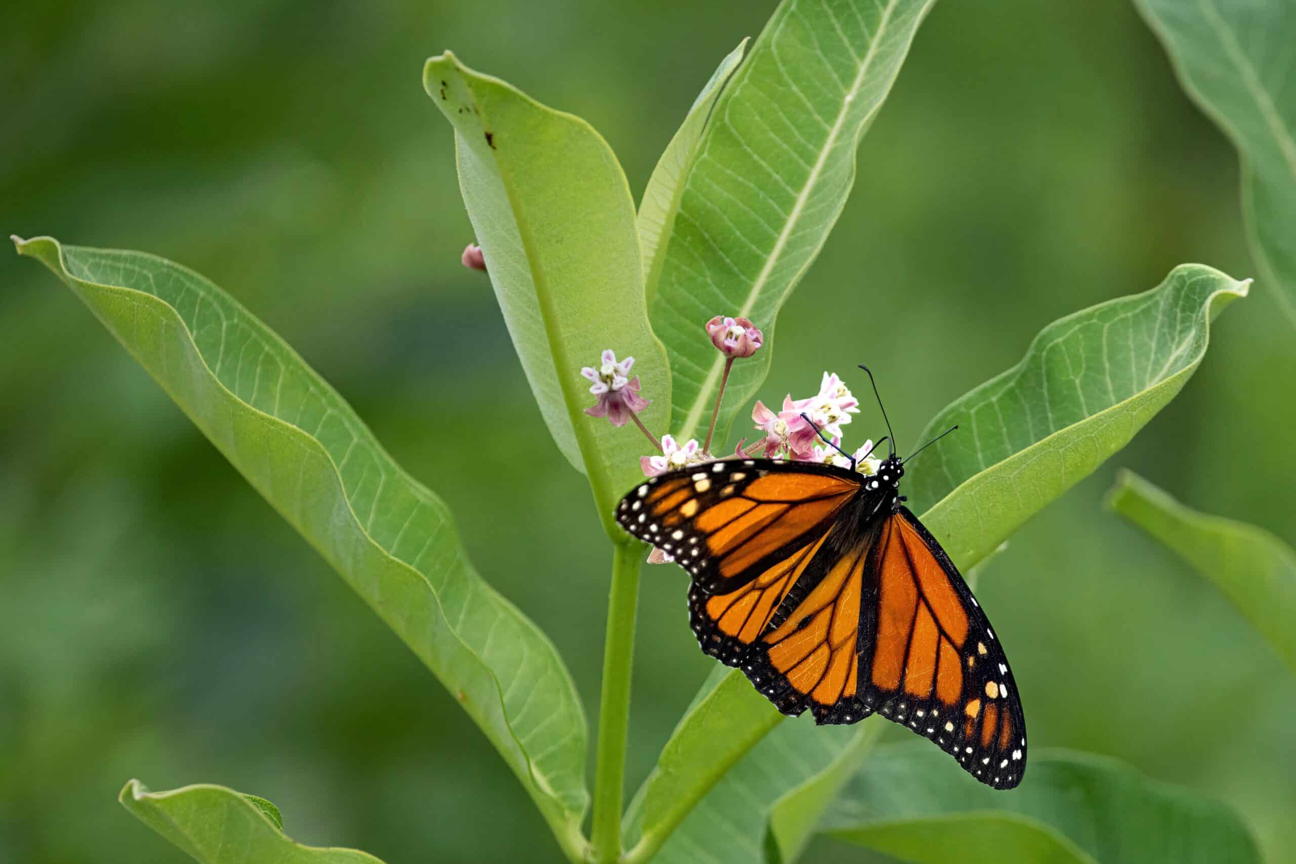 May contain a monarch butterfly on a plant with pink and white flowers.