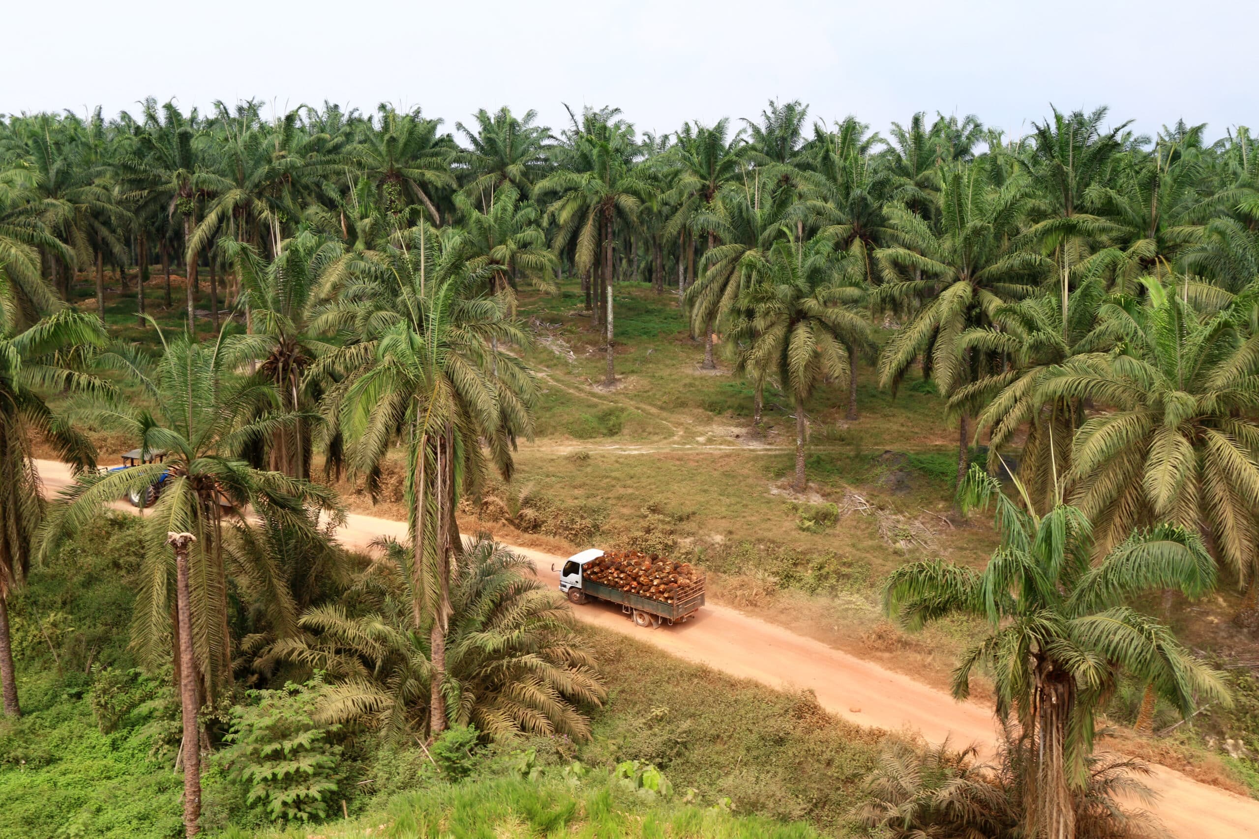 May contain a truck full of coconuts driving down a dirt road in a palm tree plantation.