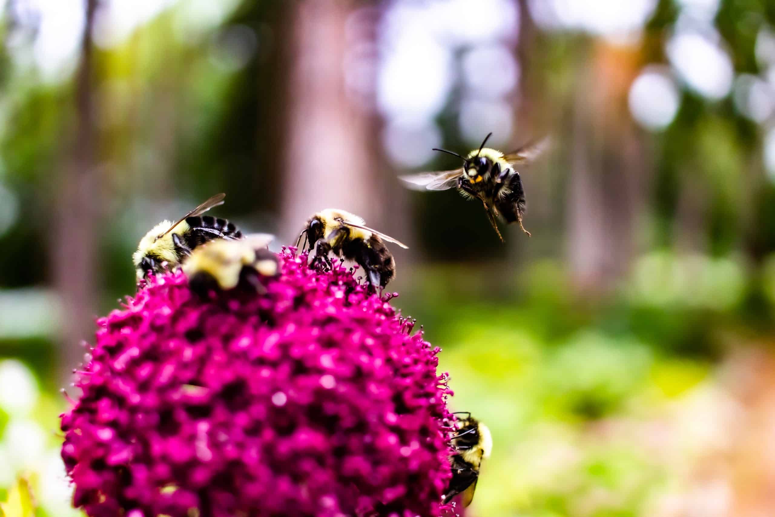 Bee Habitat Loss