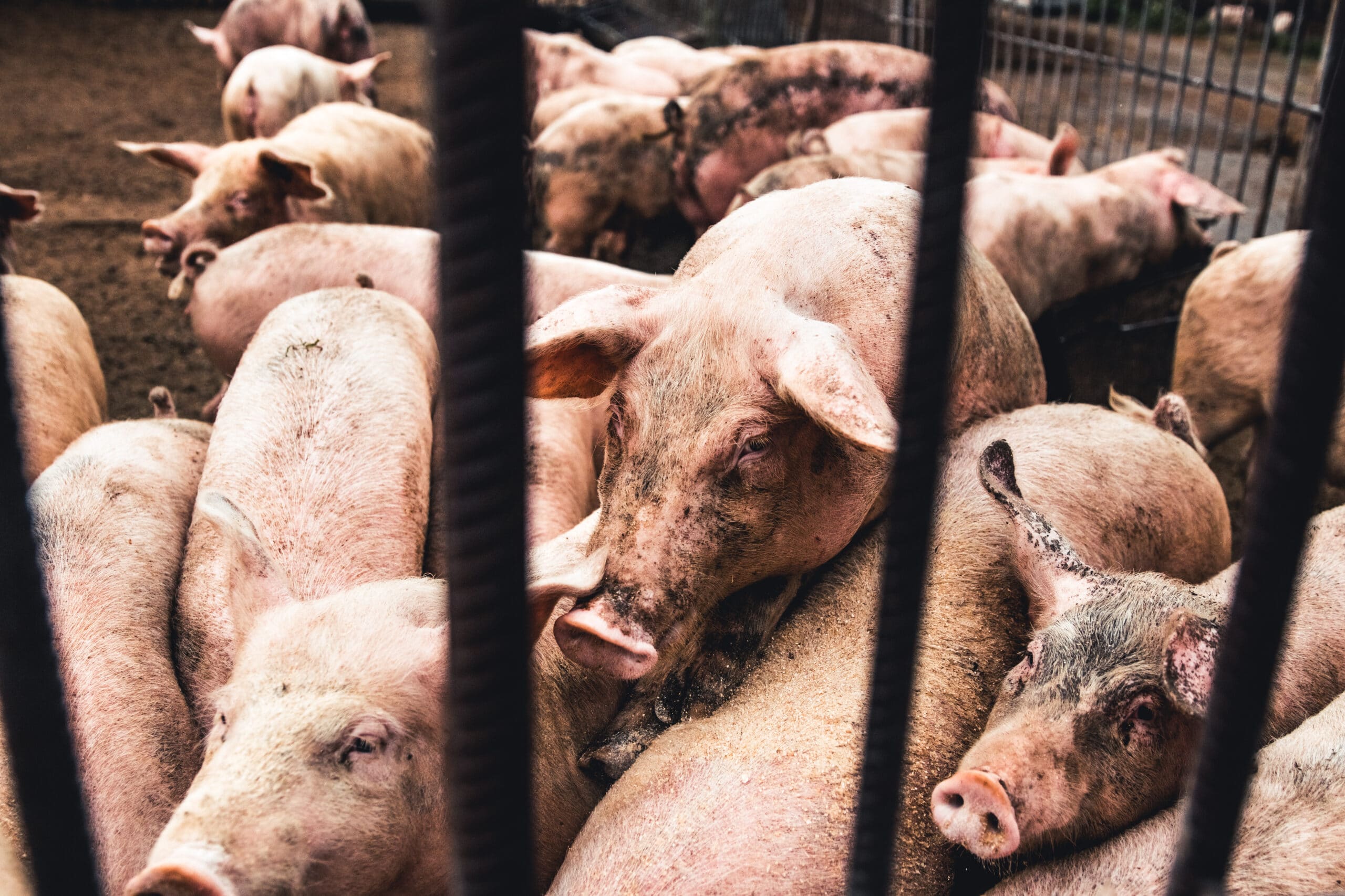 May contain a group of pigs in a pen.