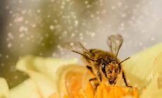 Bee Habitat Loss • Friends of the Earth