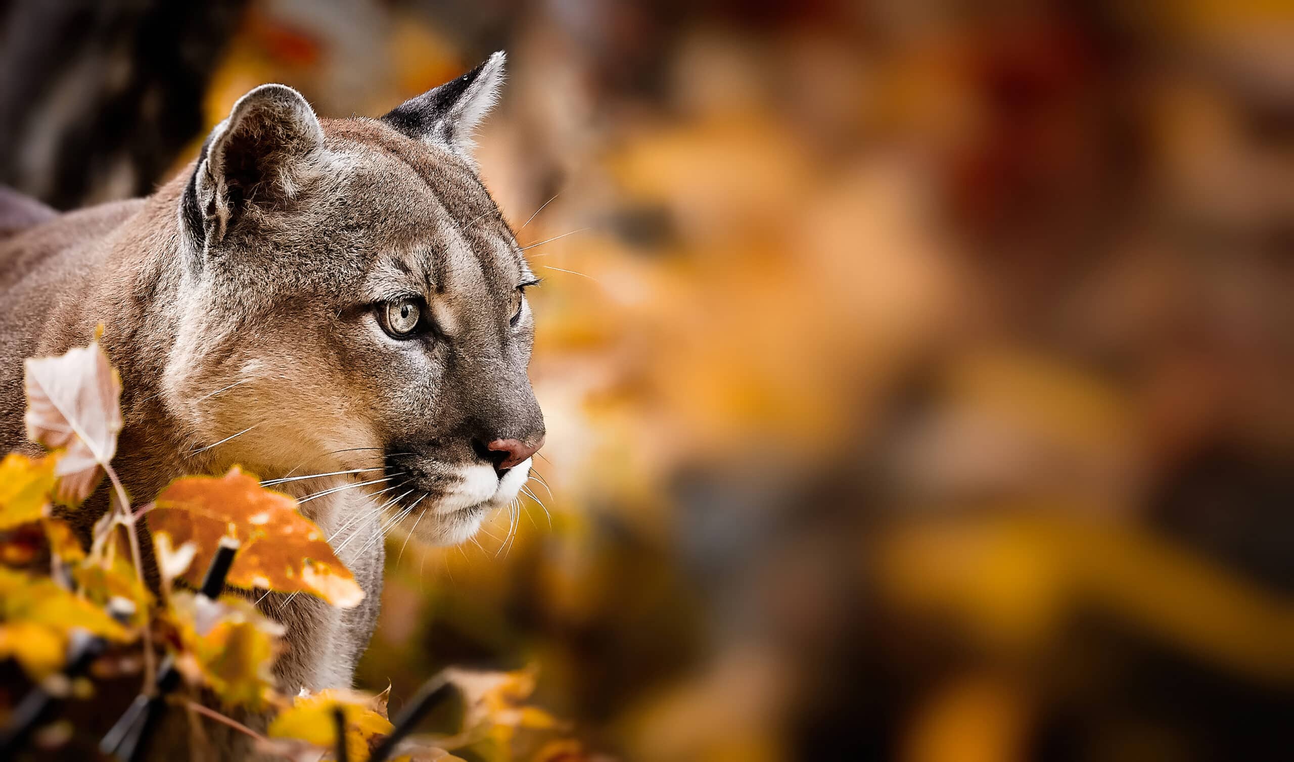 May contain a cougar in profile, with autumn leaves in the foreground.