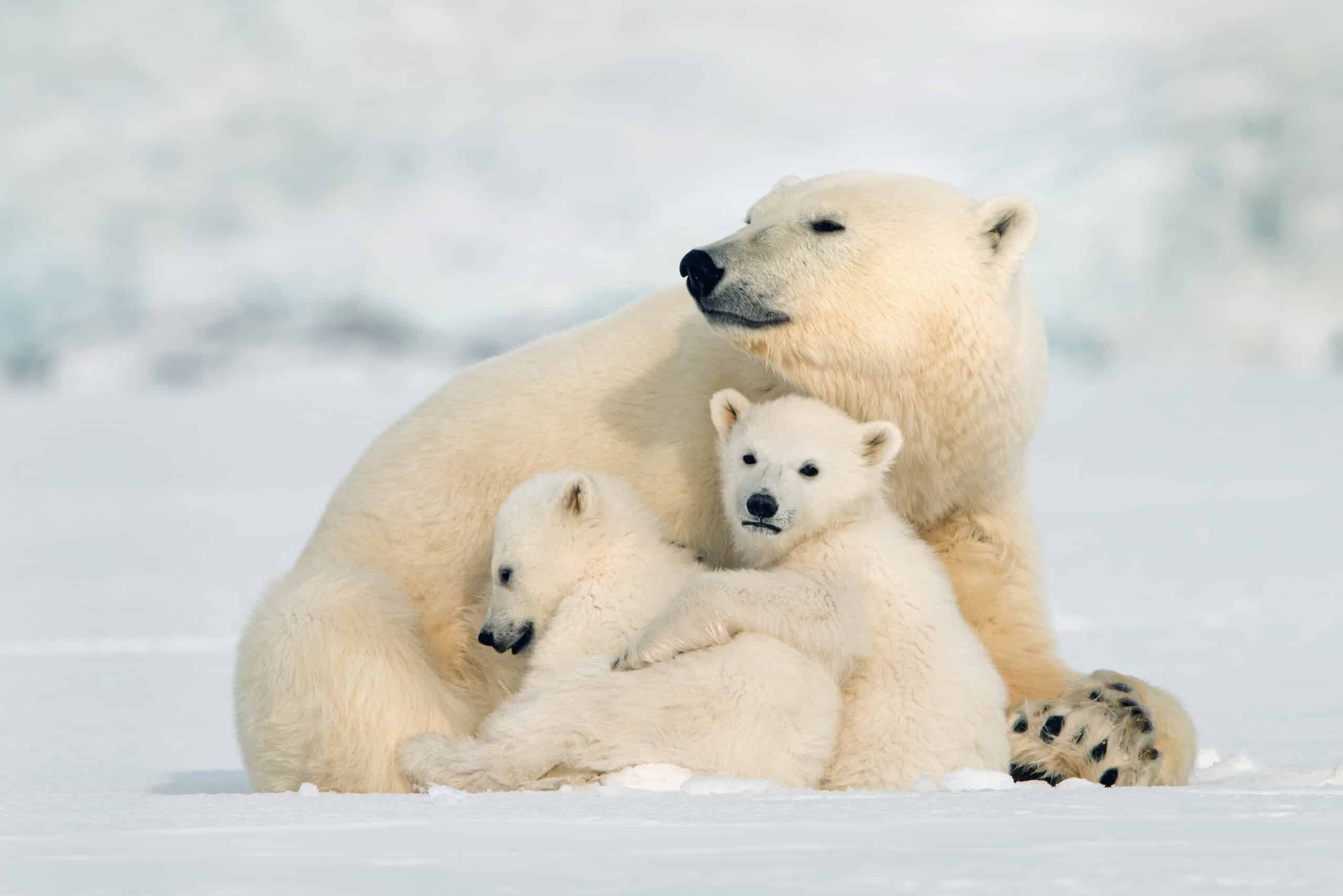 May contain one adult polar bear and two cubs in snow.