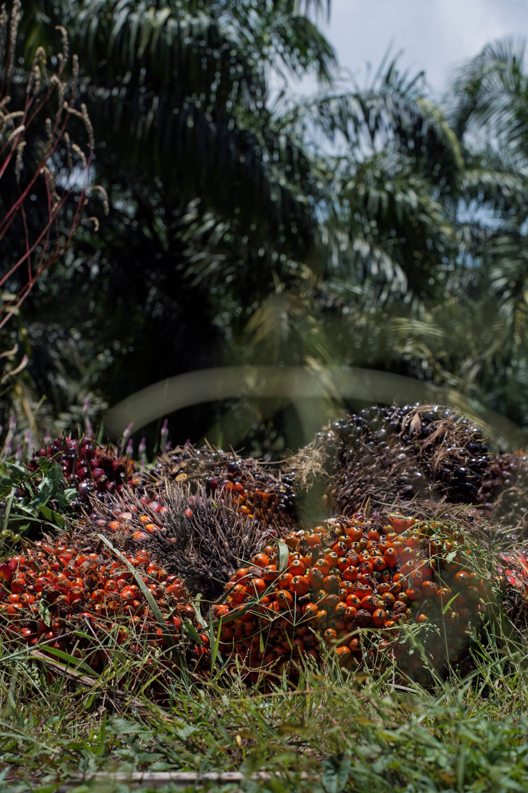 palm oil