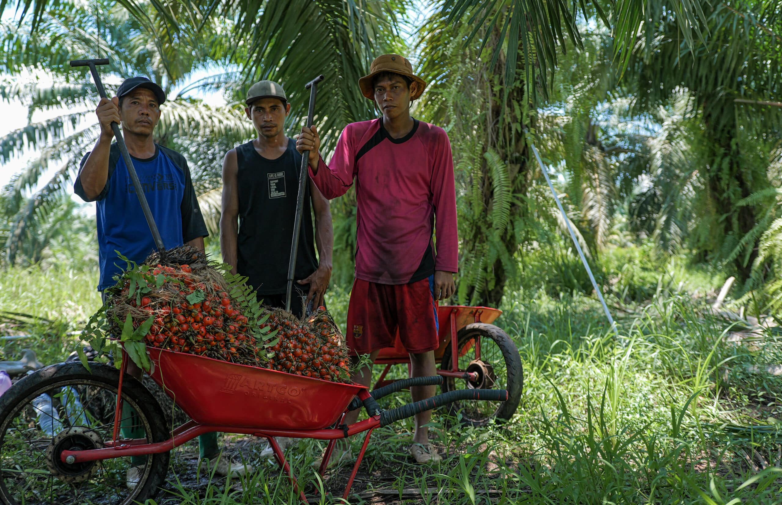 palm oil workers