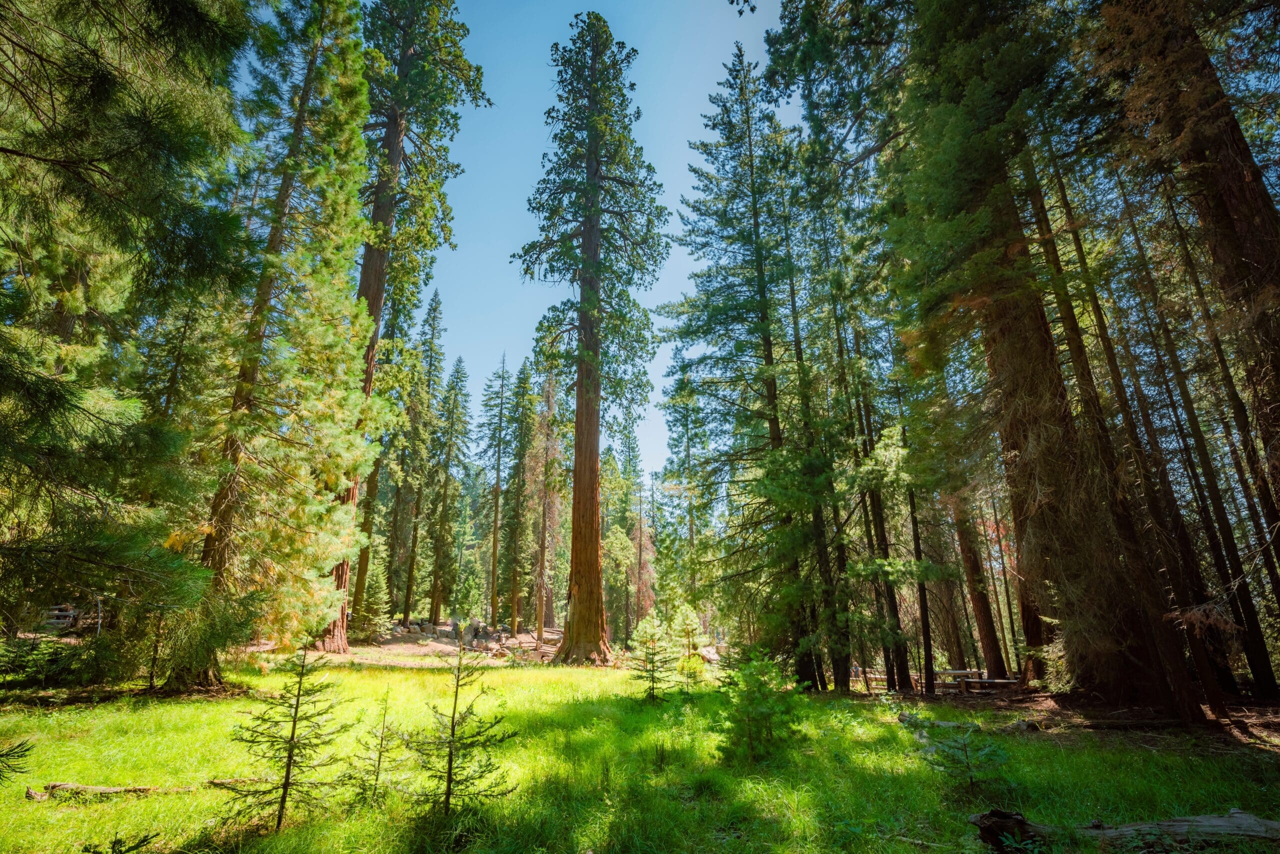 May contain a forest of tall evergreen trees and a sunny grassy clearing.