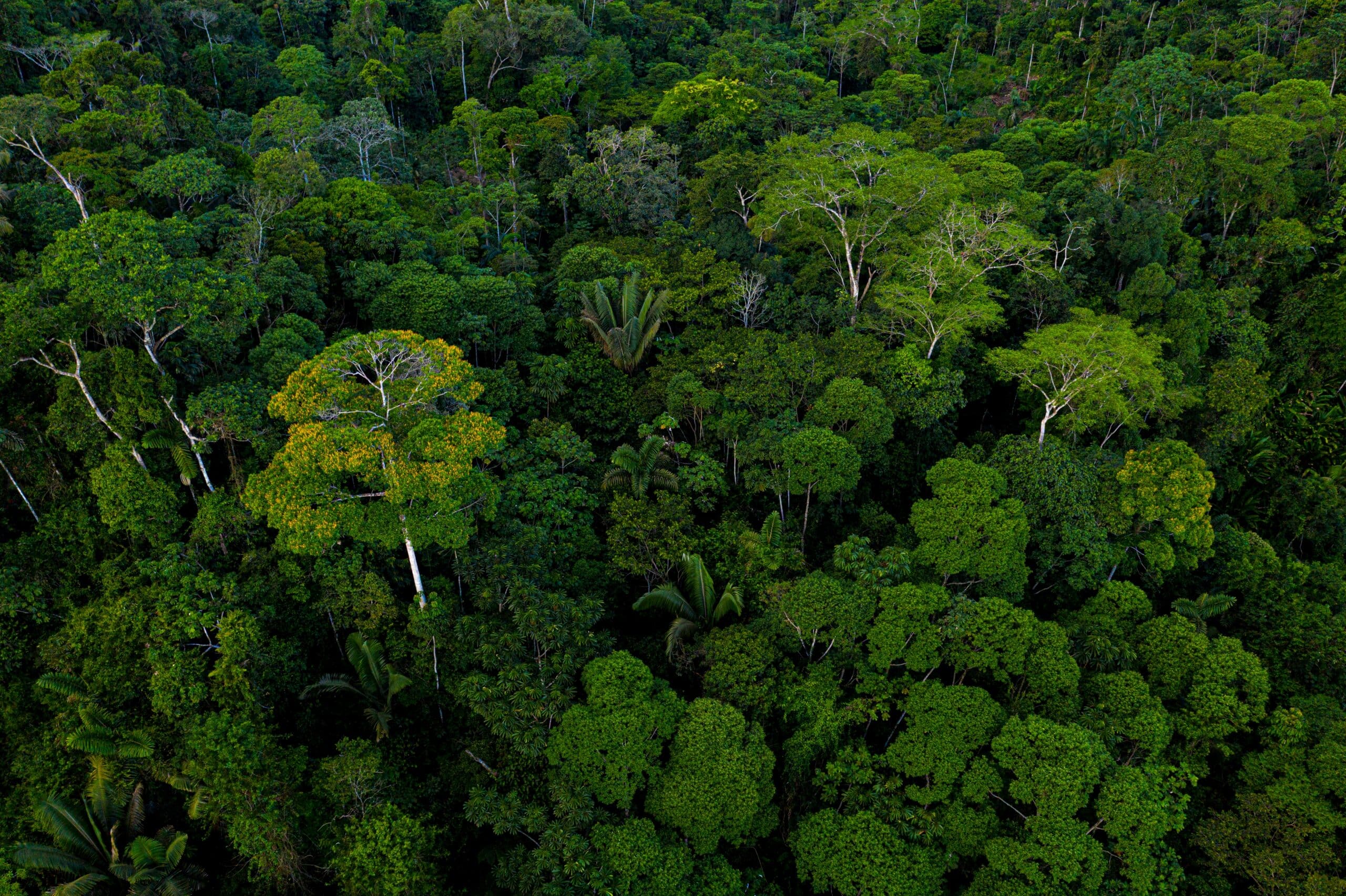 May contain dense green forest canopy from an aerial view.