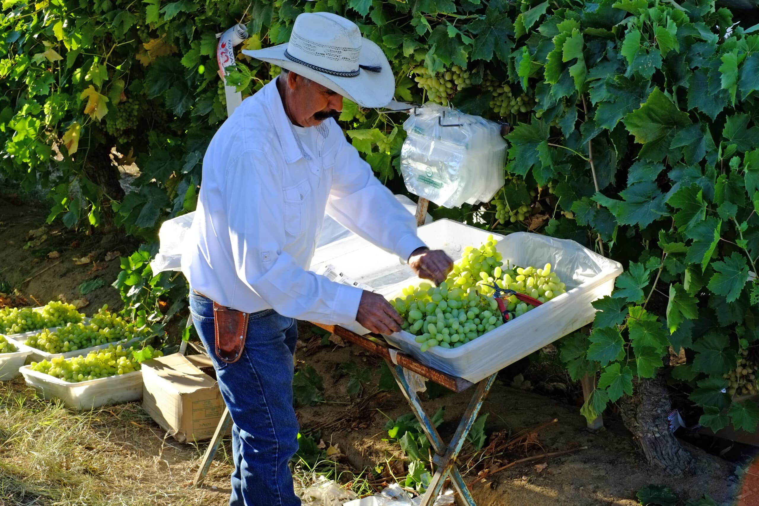 Protecting Californians from Toxic Pesticides