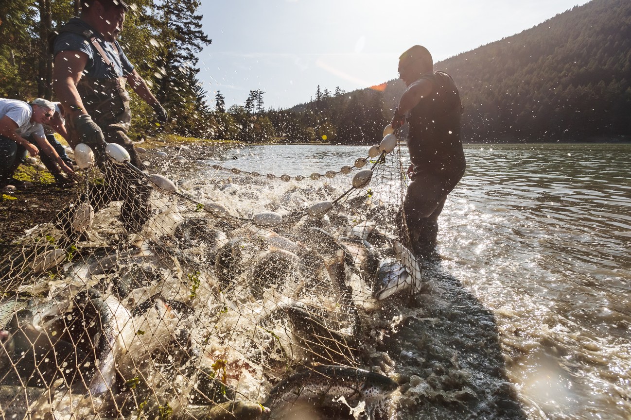 Fishermen pulling a net of fish from a river
