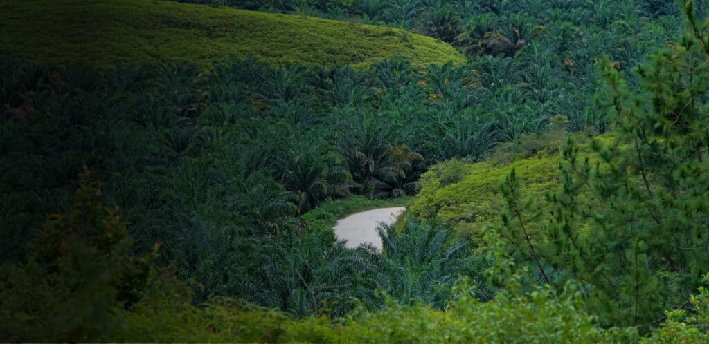 A winding road through a lush green palm tree plantation.