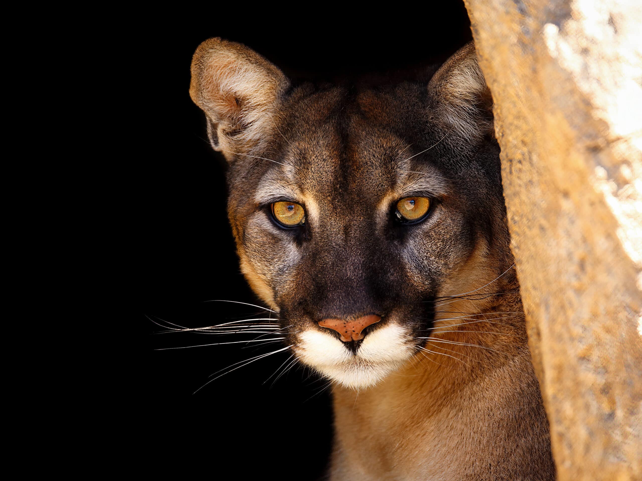 California mountain lion
