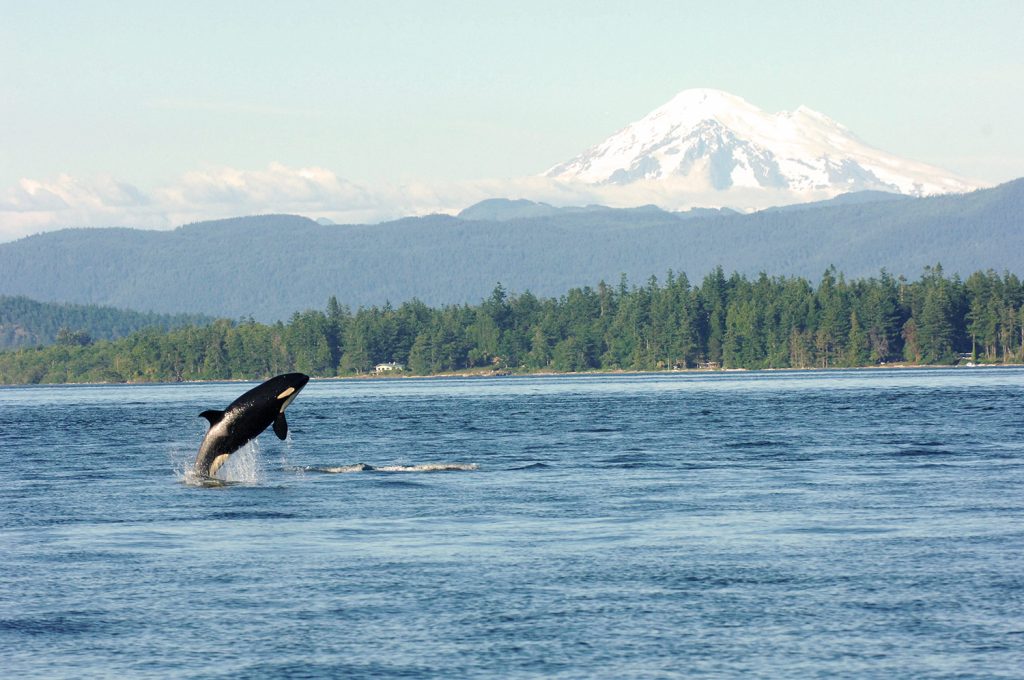 Whale Jumping from Water