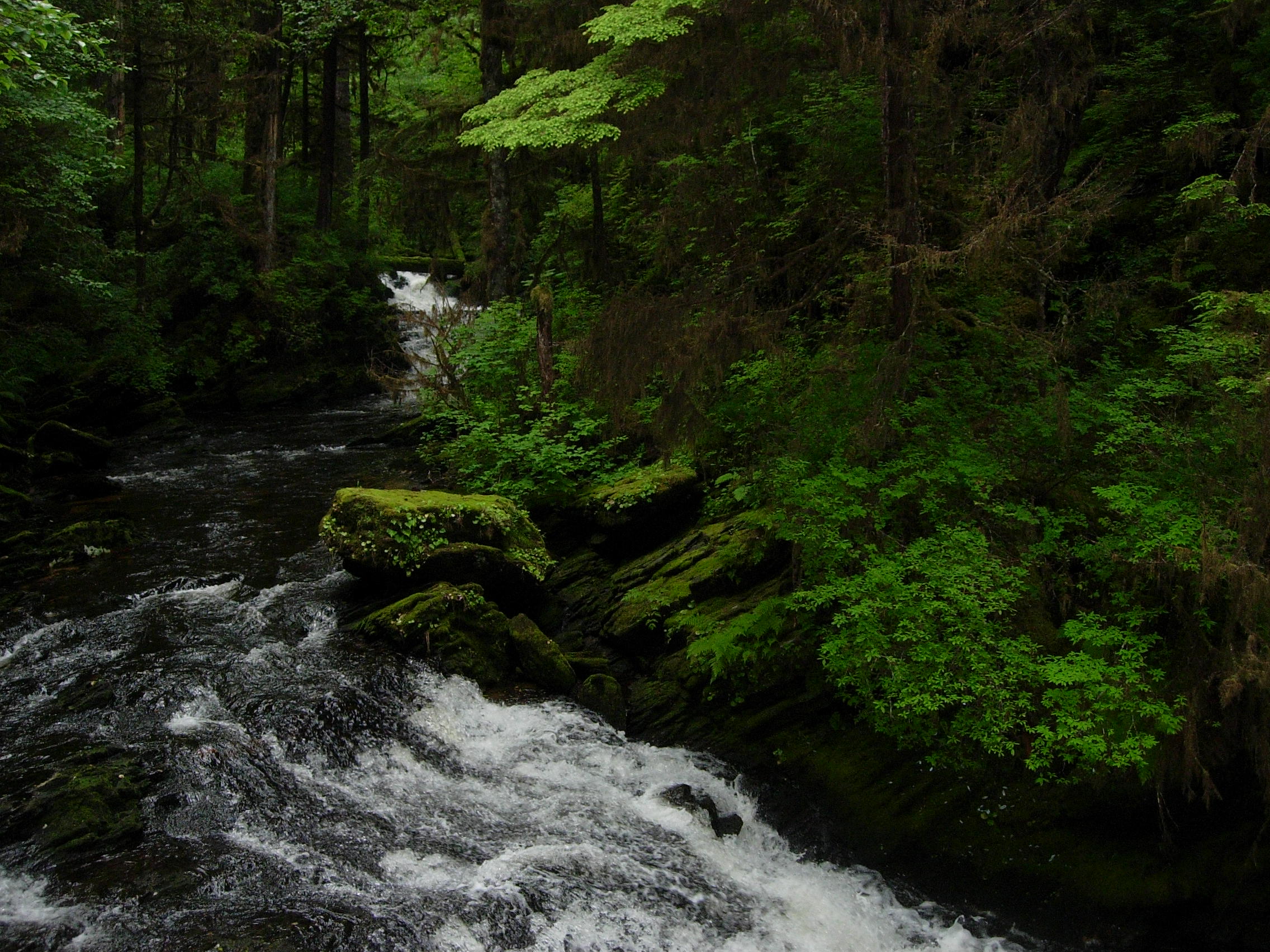 tongass national forest