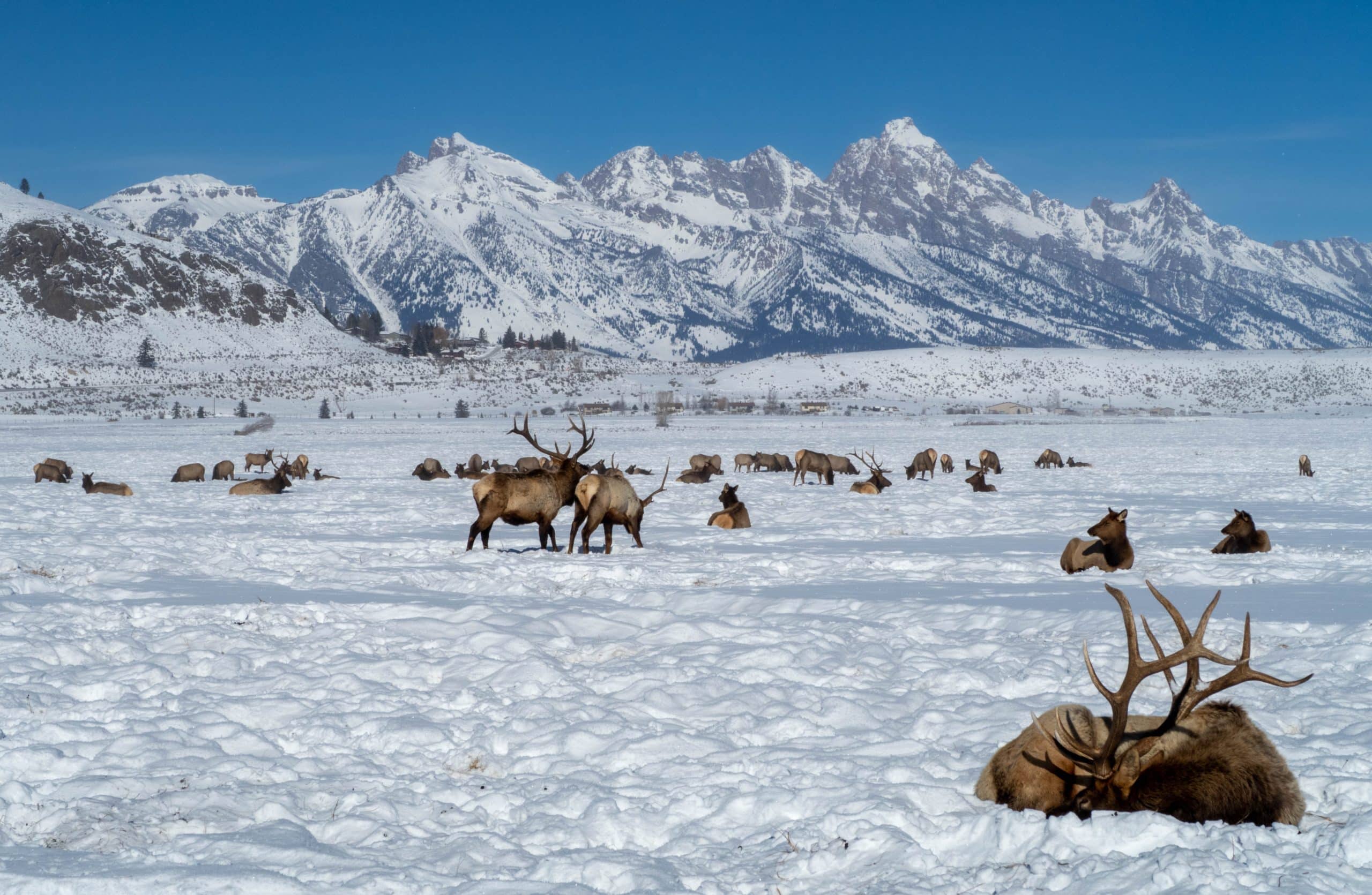 arctic refuge