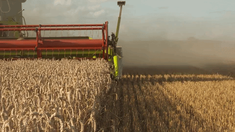 Wheat being harvested by machinery