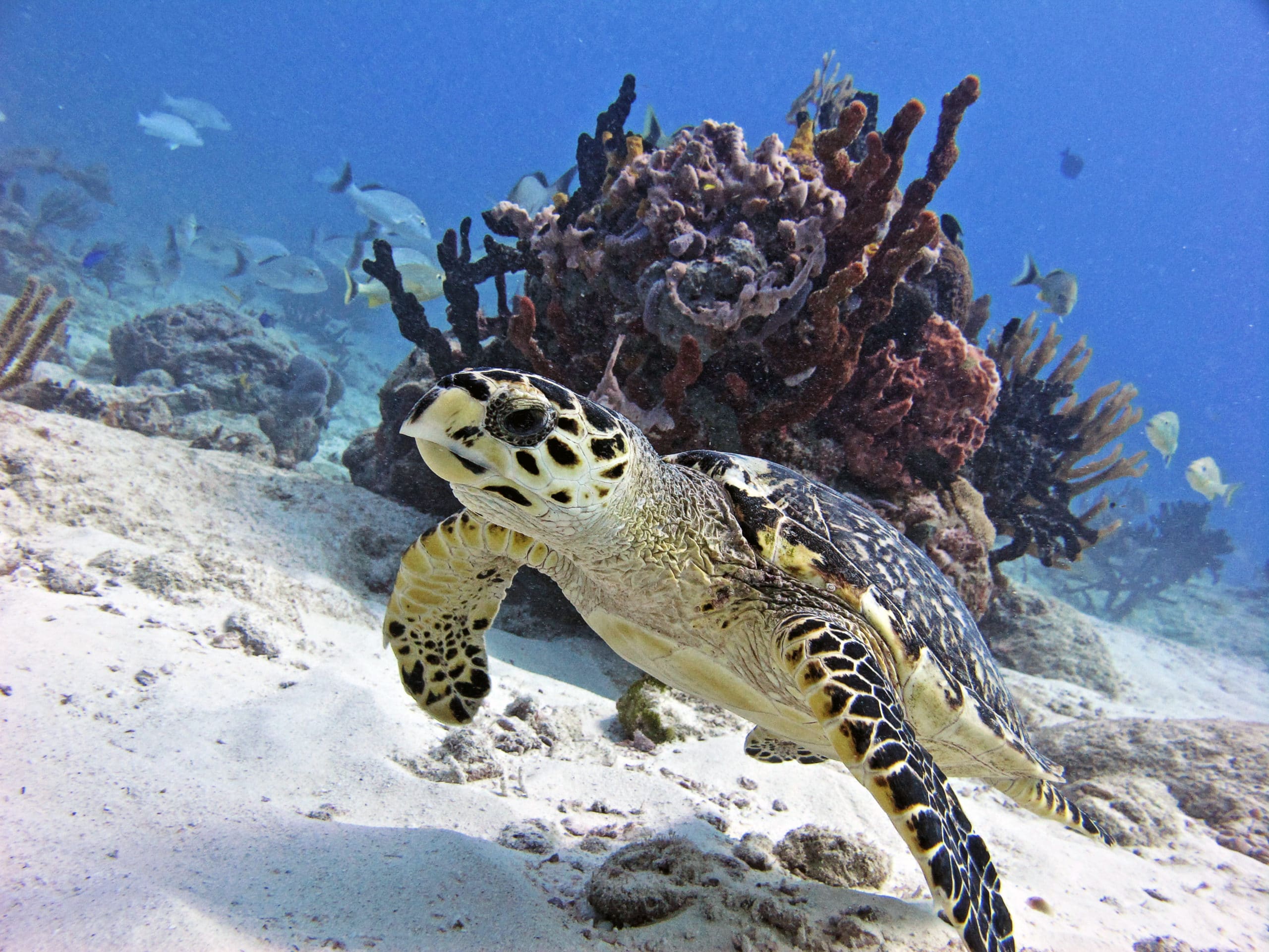 gulf of mexico turtle