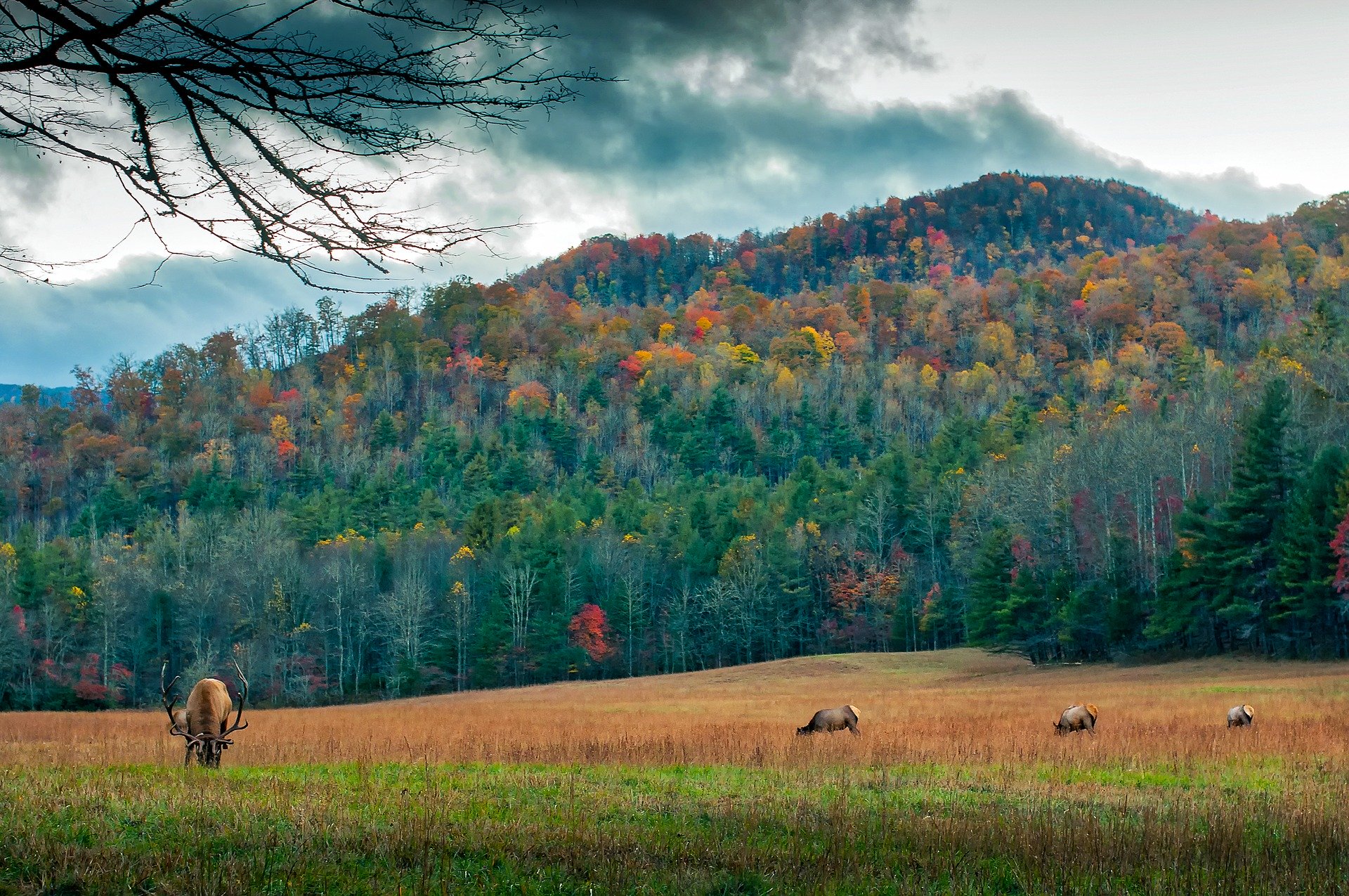 Grazing Dear In North Carolina Forest Meadow