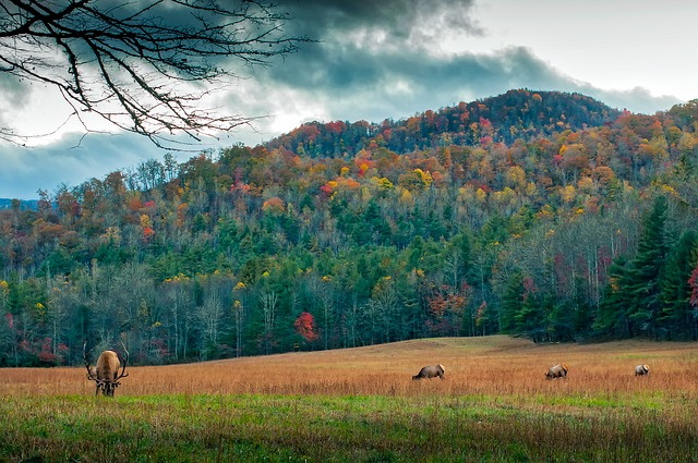 North Carolina Wildlife Grazing in Forest Meadow