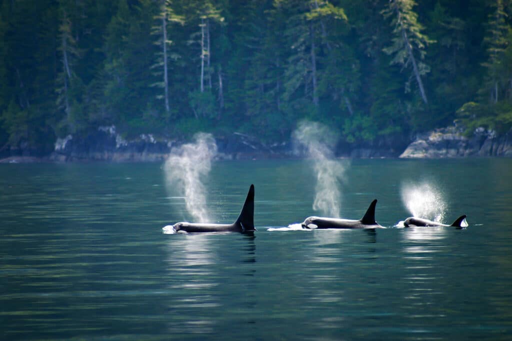 orcas