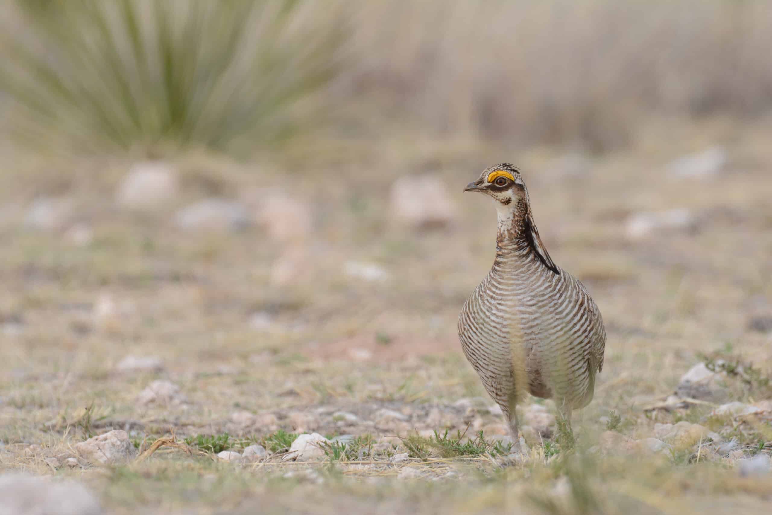 prairie chicken