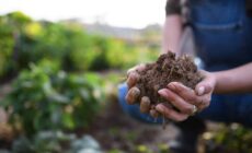 What are the Benefits of Regenerative Agriculture?