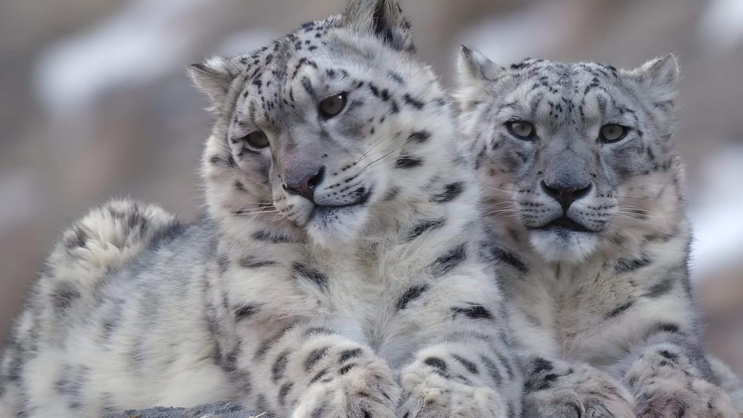 snow leopards