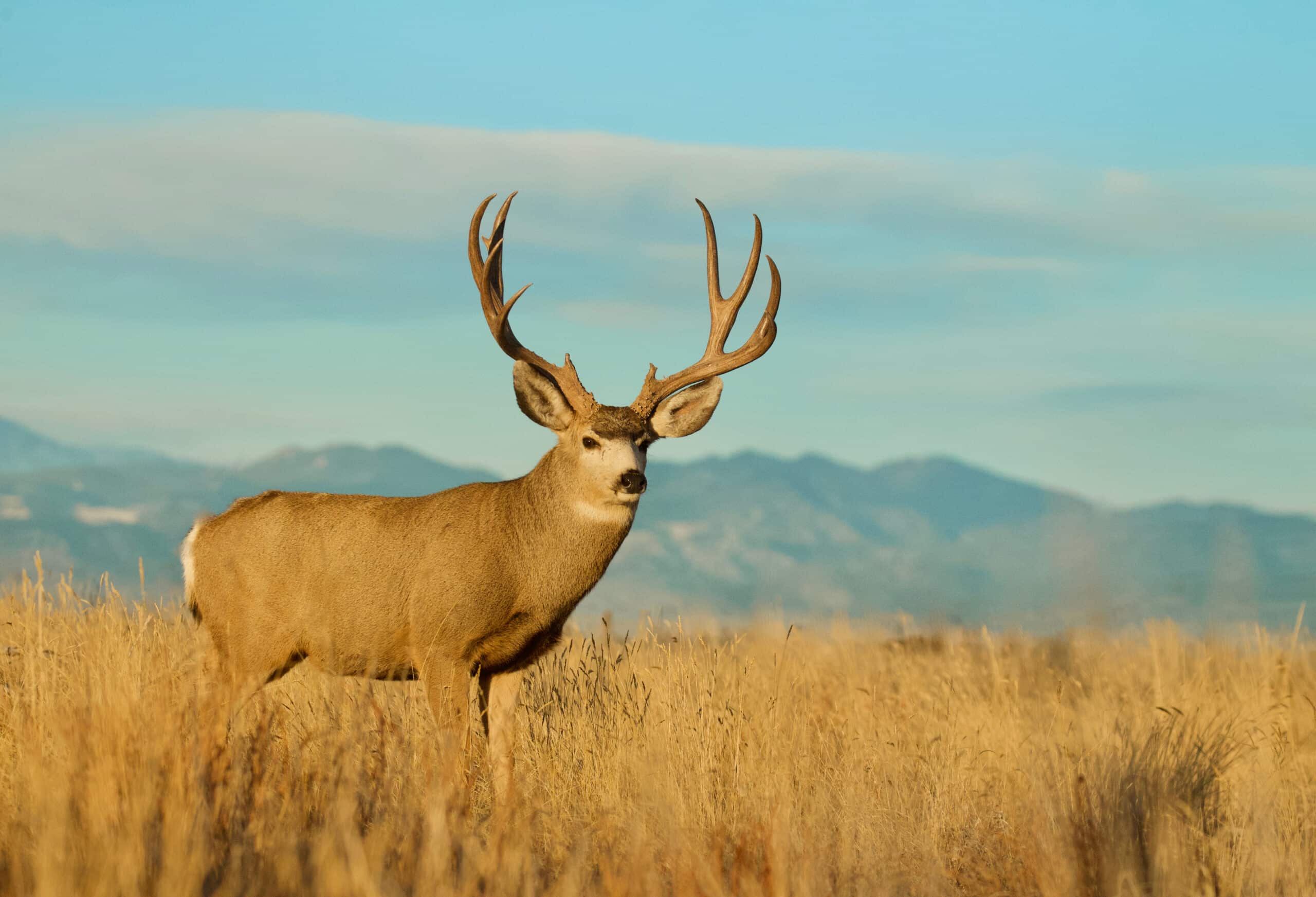 wyoming mule deer