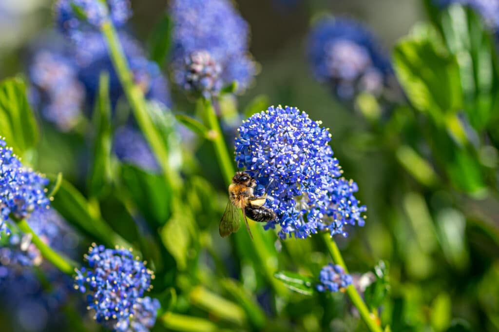 bee on blue flowers