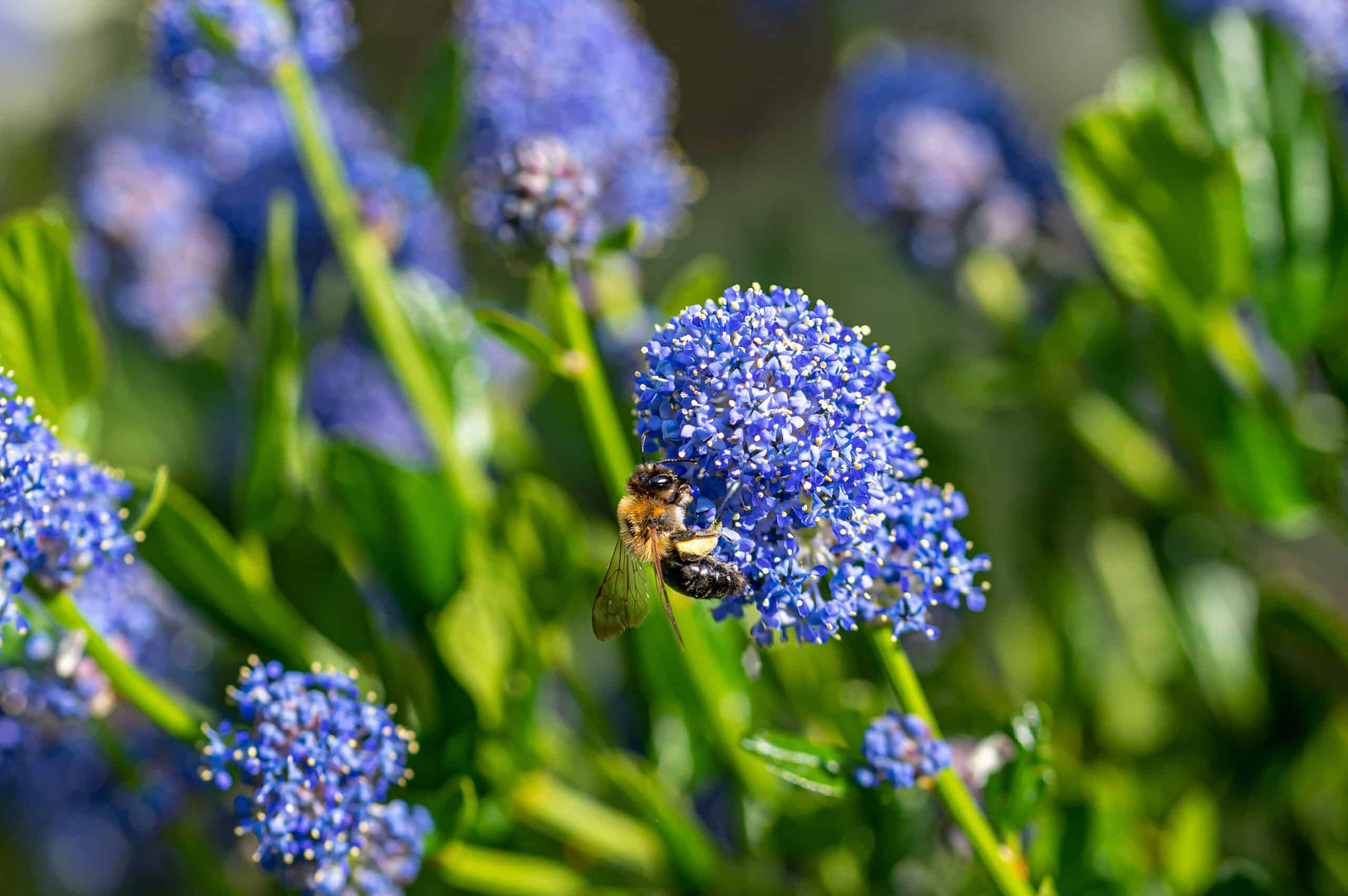 bee on blue flowers