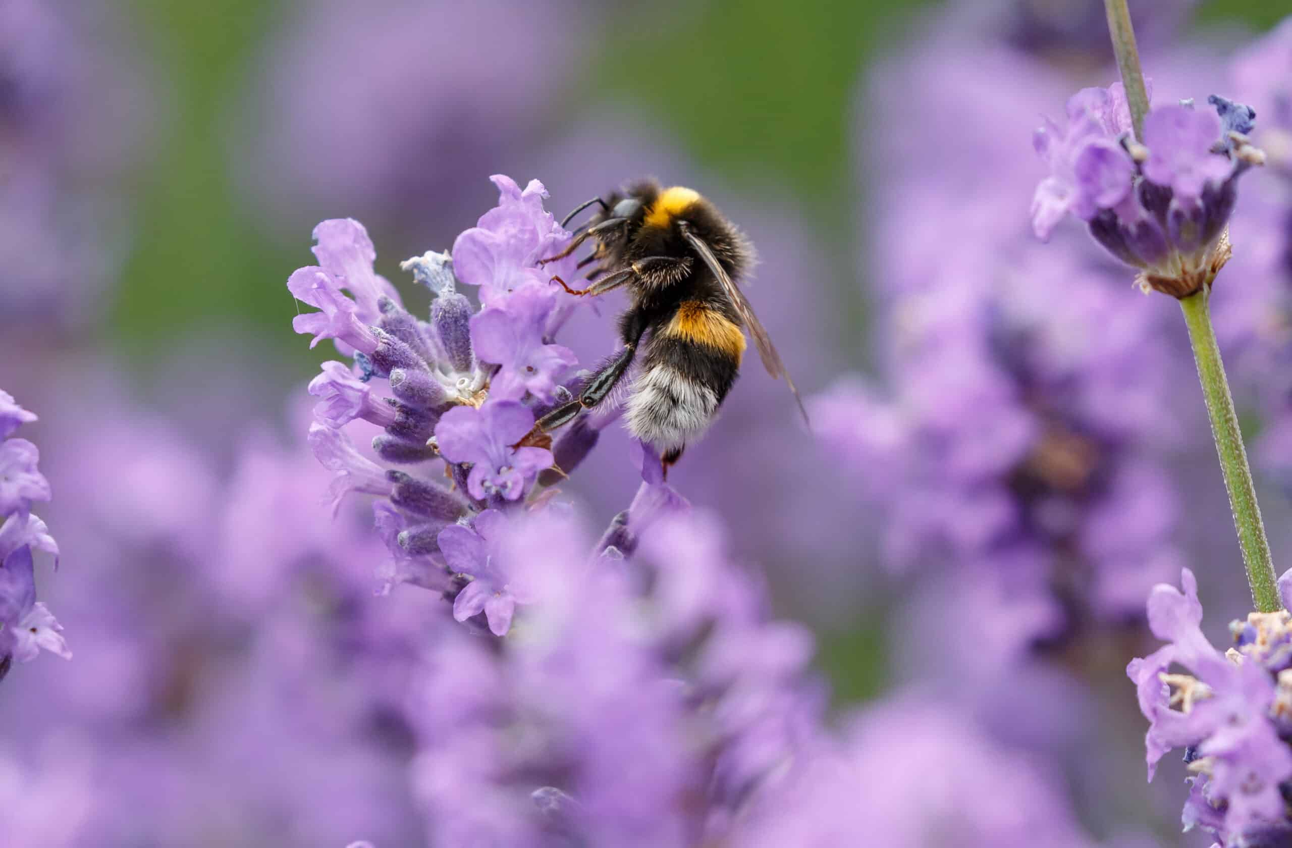 bee with purple flowers