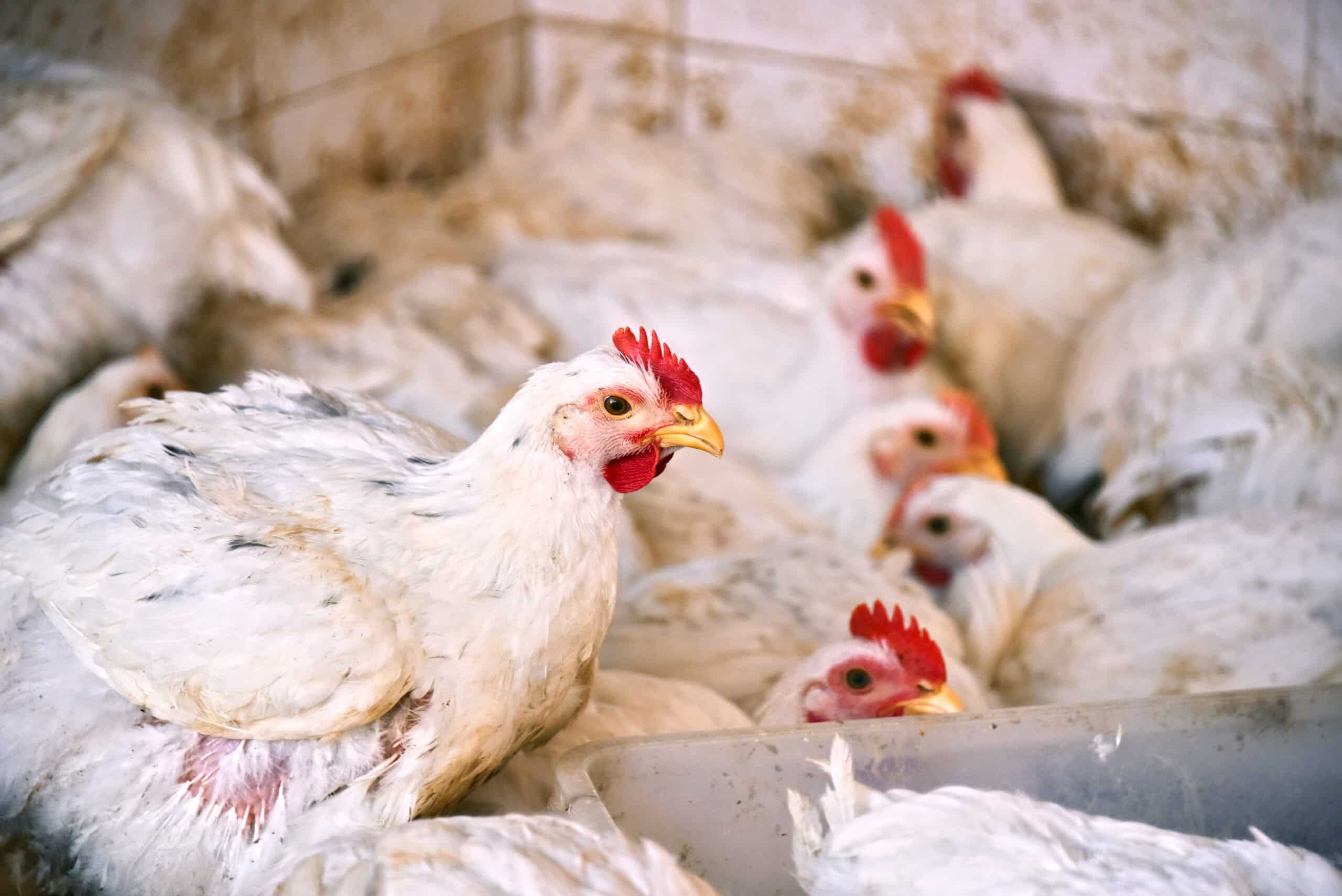 May contain several chickens in a small space.