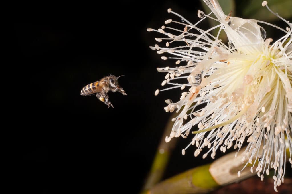 bee on dark background