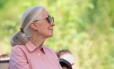 Today, the forest is quieter: On Jane Goodall’s Passing 