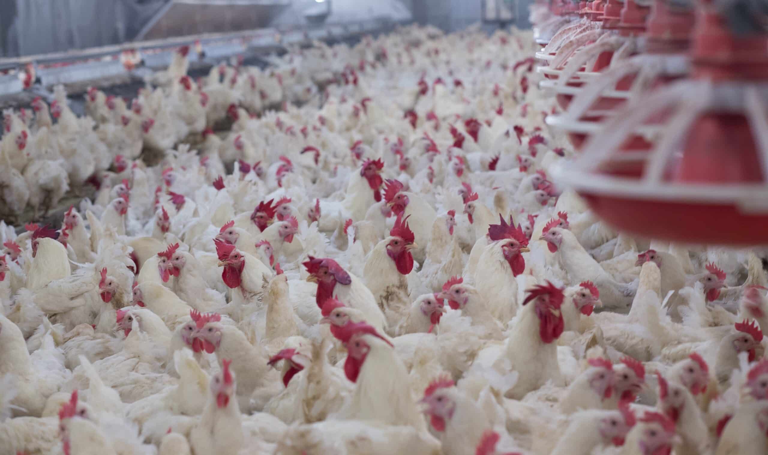 chickens in factory farm