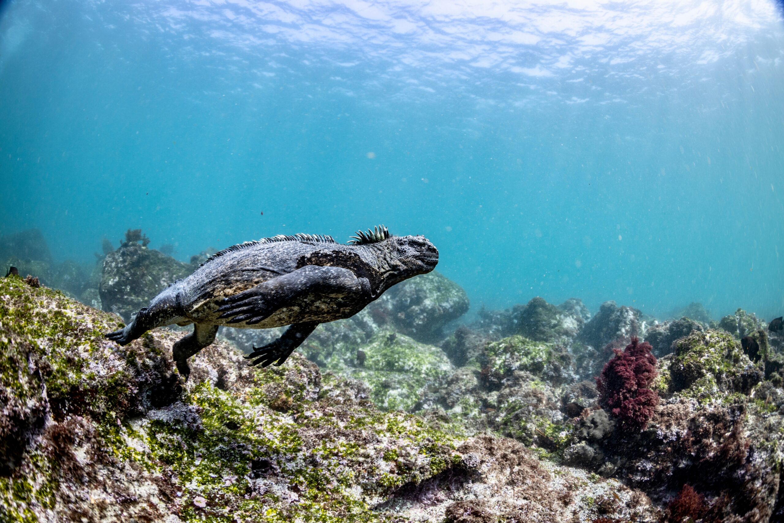 marine iguana in galapagos island