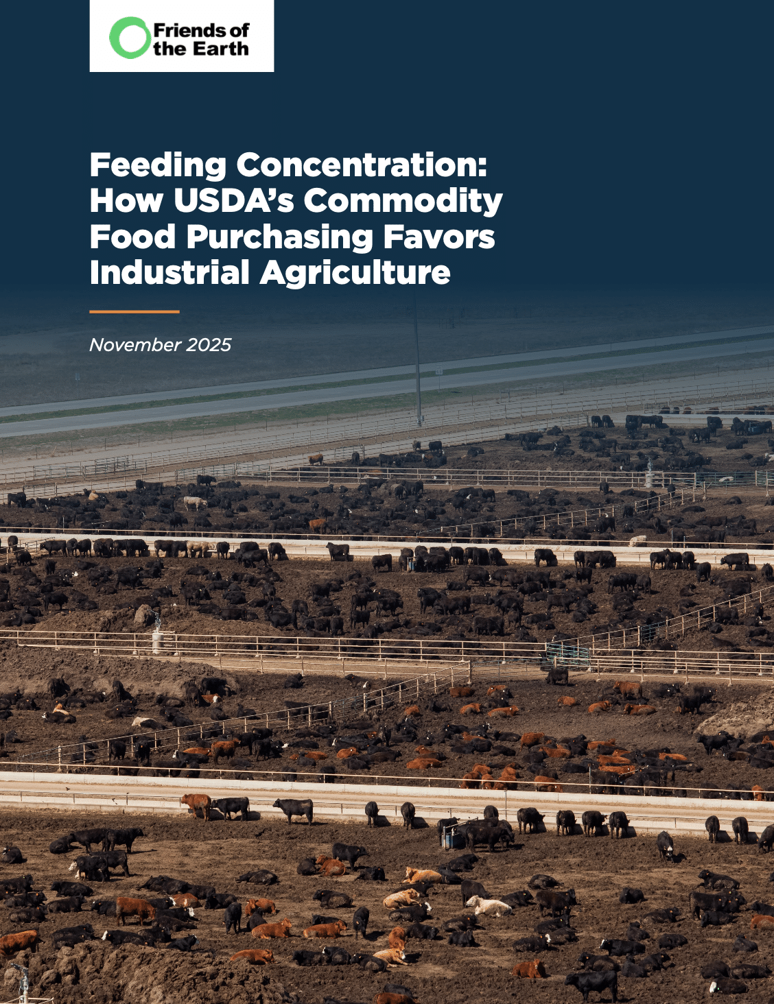 May contain many cattle in an outdoor feedlot.