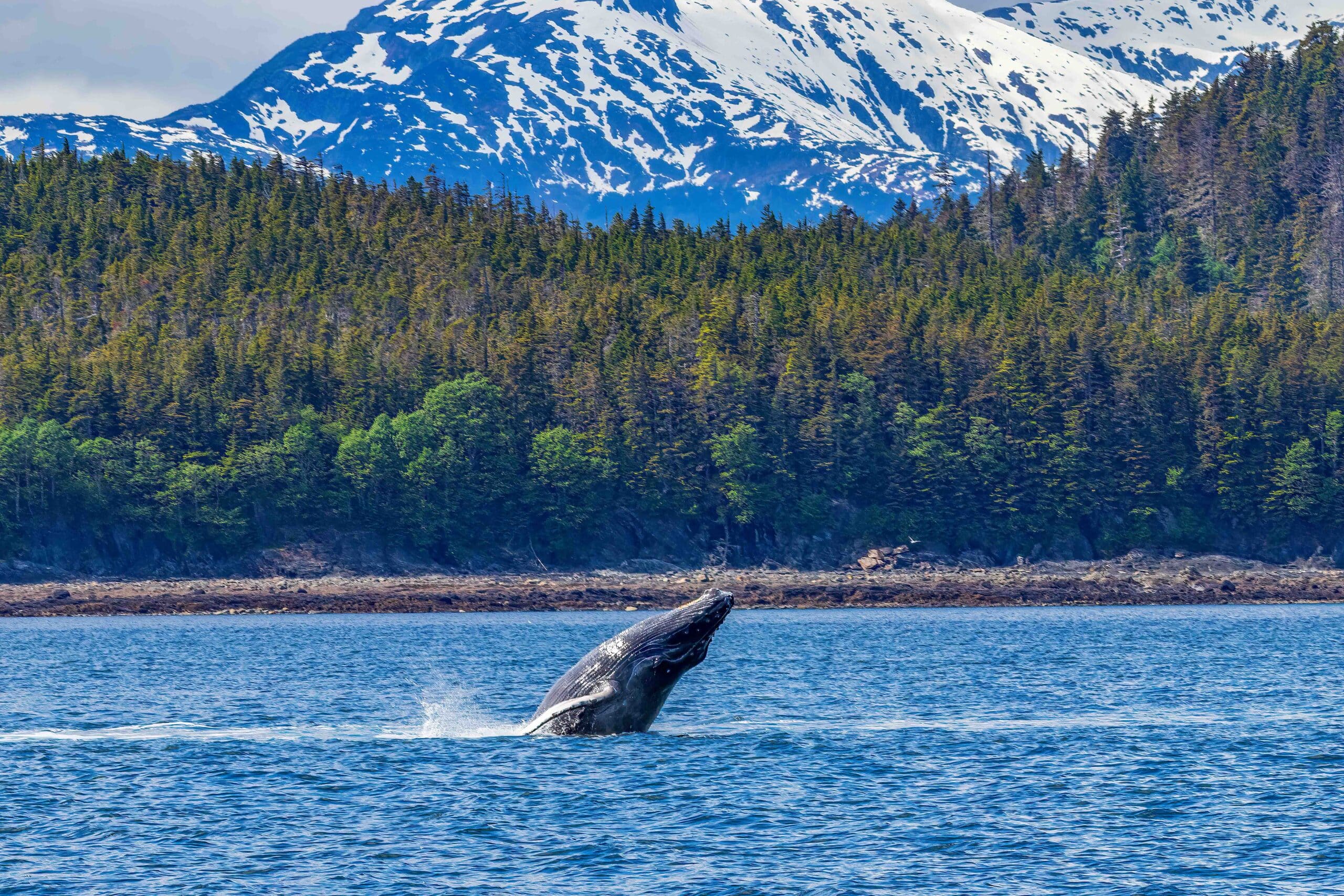Contains a humpback whale breaching in blue water with a forest and snow-capped mountains in background.