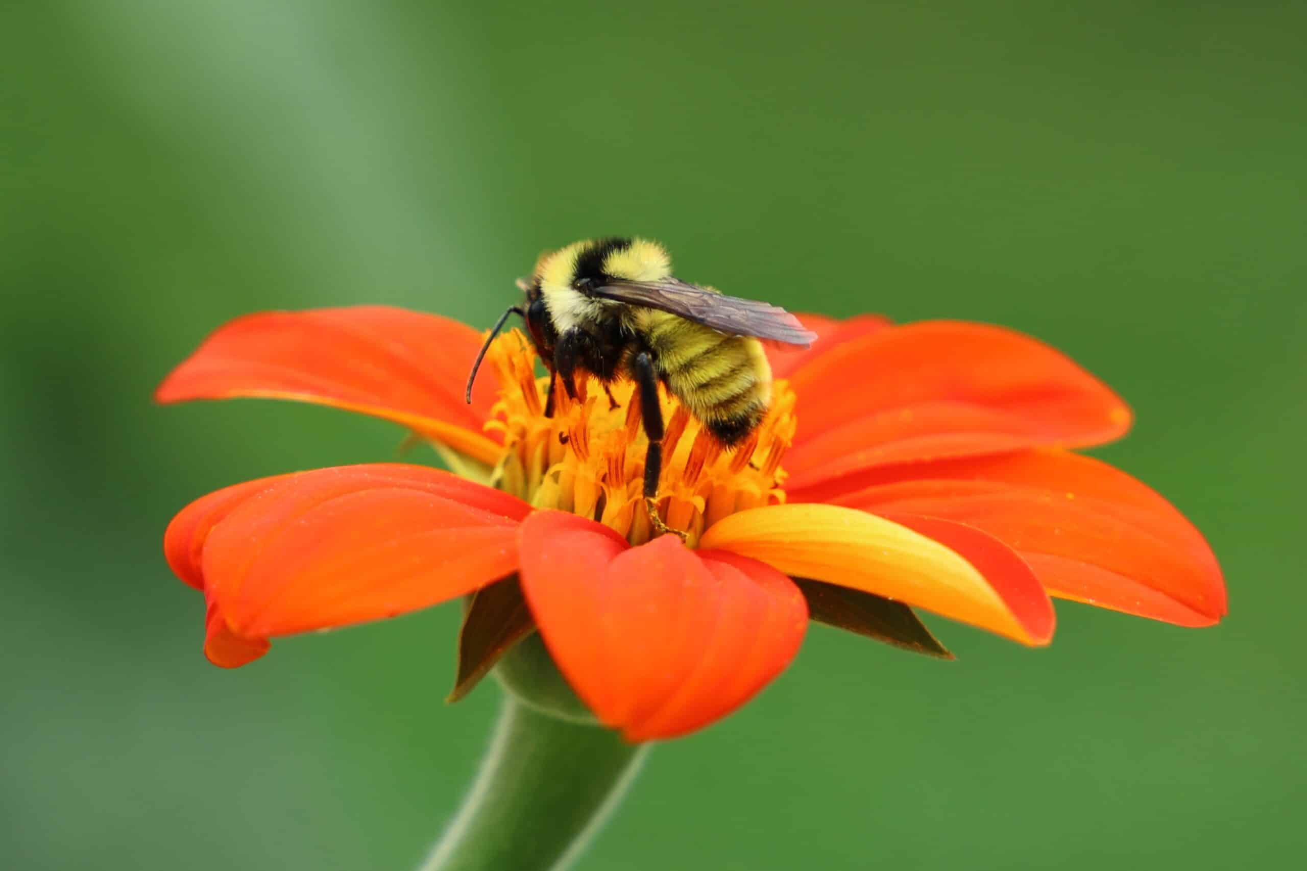 May contain a bee on an orange flower.