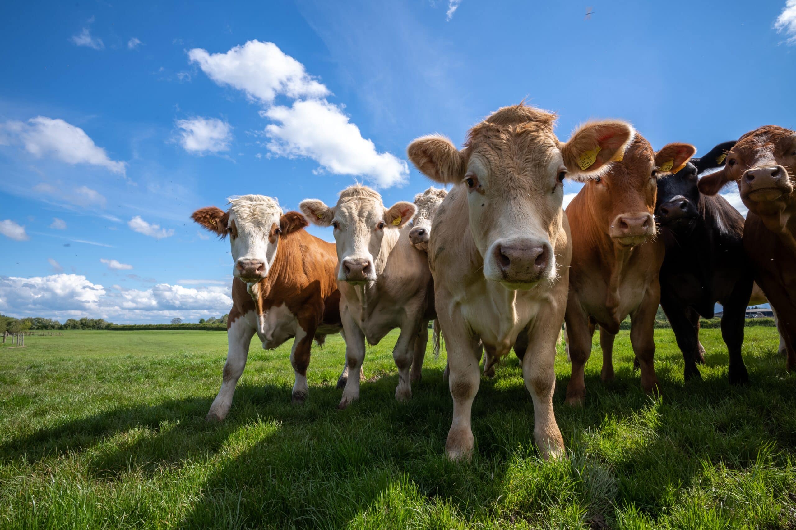 May contain several cows standing in a field under a blue sky.