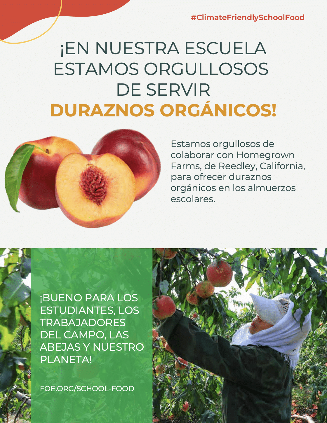 May contain a person picking peaches from a tree.