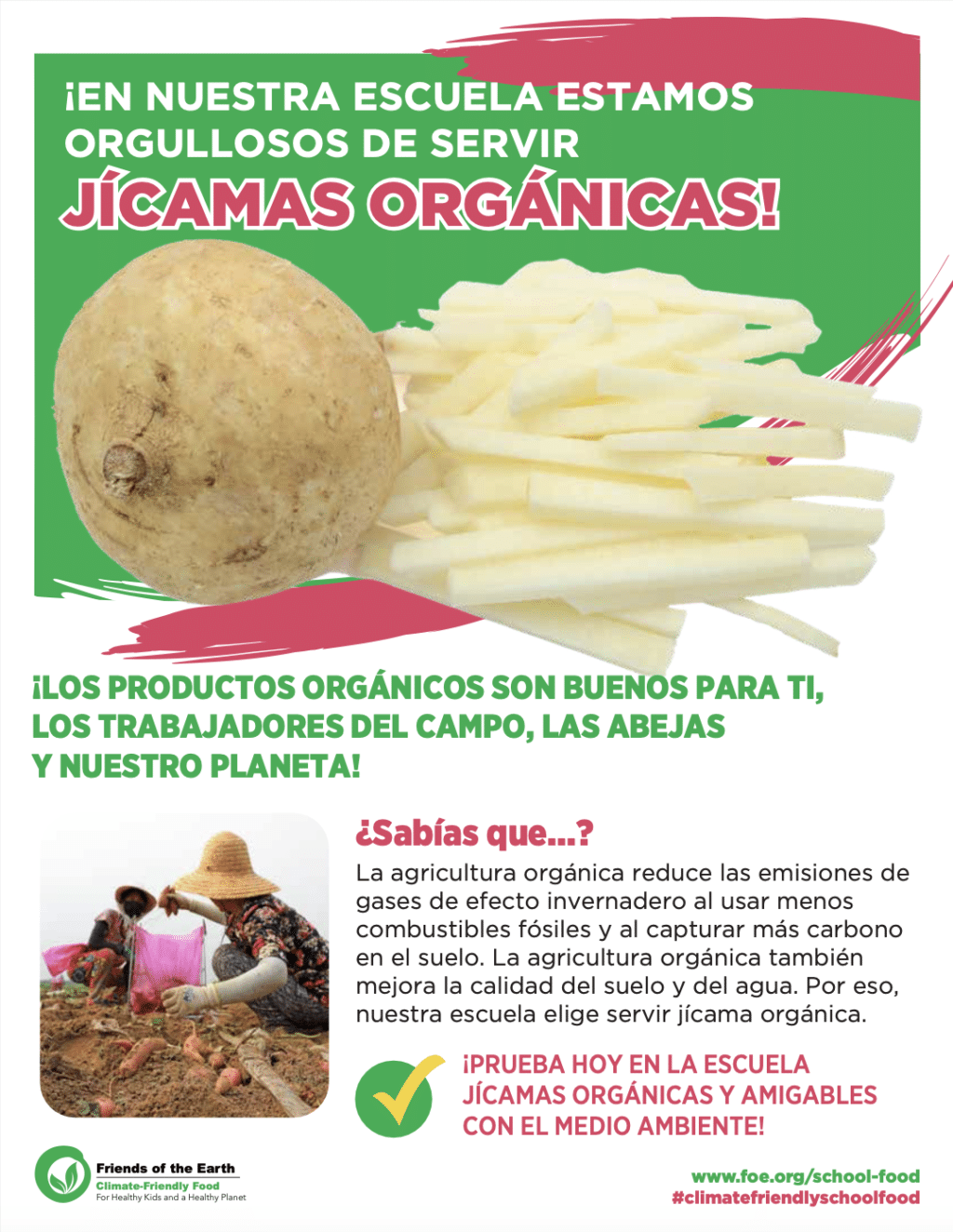 May contain two people harvesting jicama, with jicama roots and sliced jicama.